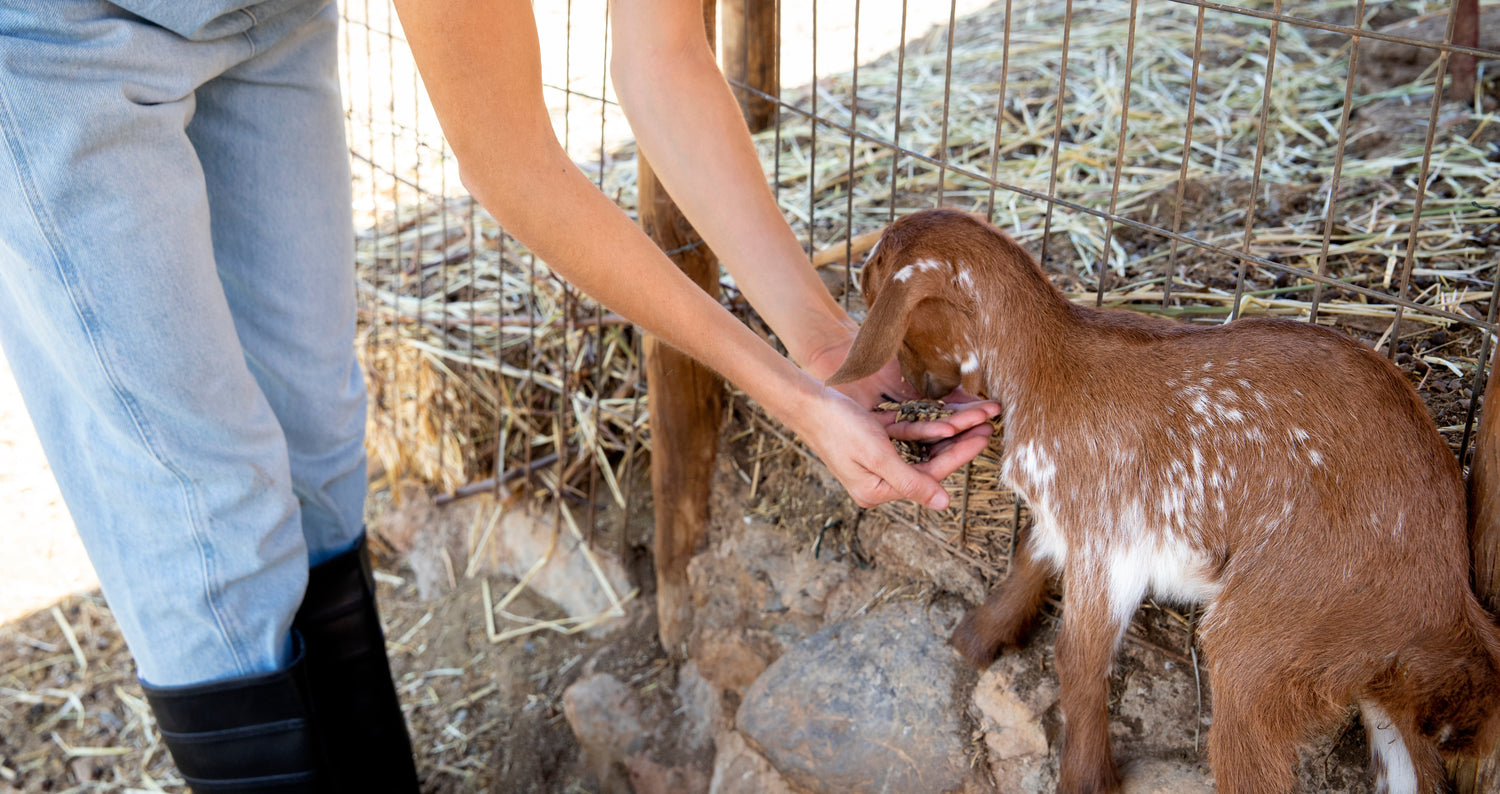 Animal Rights