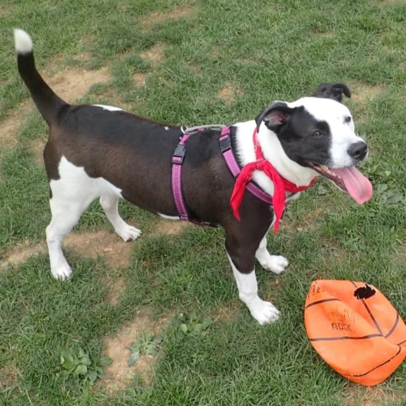Central Pennsylvania Animal Alliance - HOPE Homes