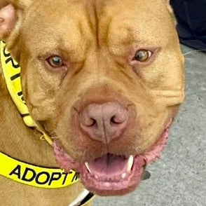 Central Pennsylvania Animal Alliance - HOPE Training