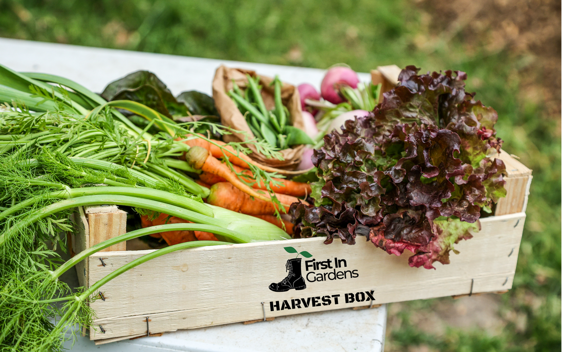 First In Gardens - Harvest Box