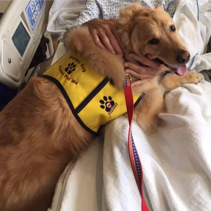 Keystone Pet Enhanced Therapy Services - Training For Dogs &amp; Handlers For Hospice
