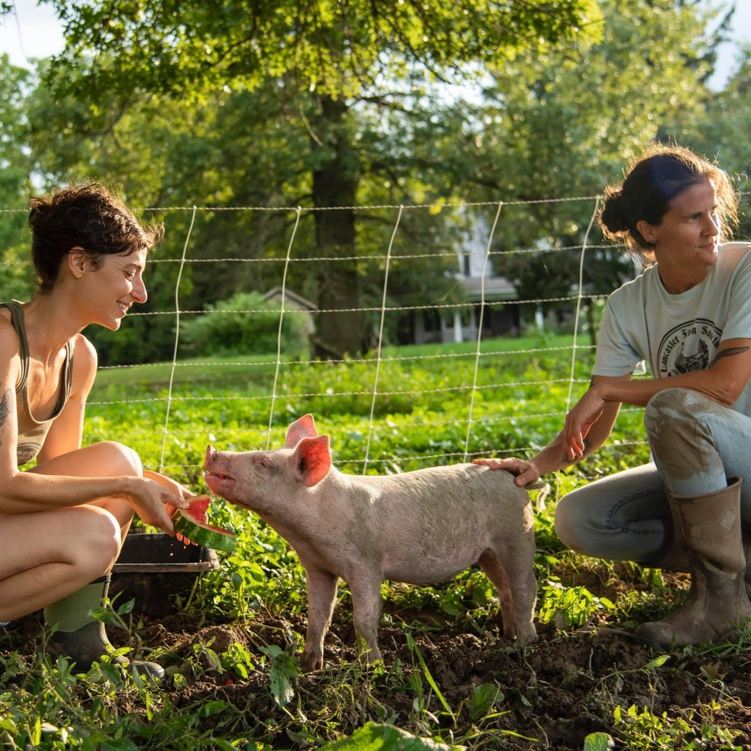 Lancaster Farm Sanctuary - Medication Care Pack
