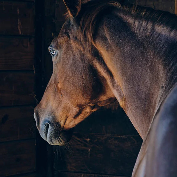 Lone Oak Animal-Assisted Therapeutic &amp; Educational Services - Horse Food
